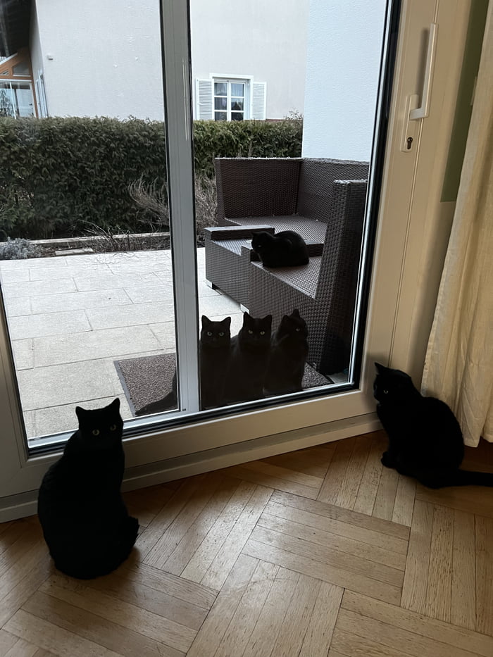 I have two black cats. Four black stray cats showed up.