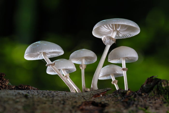 Fungi fact: Before White Rot Fungi existed, 300 million year