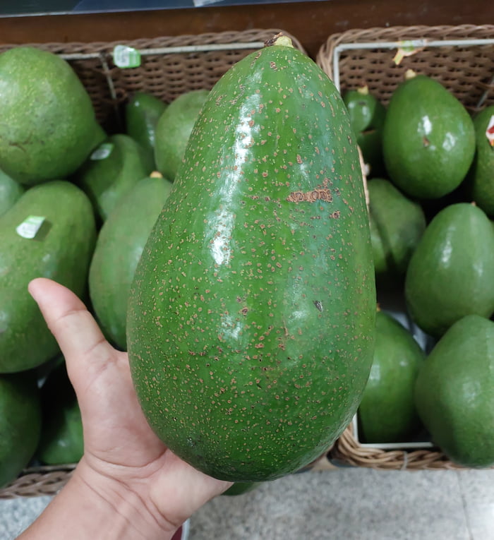 Avocado for scale