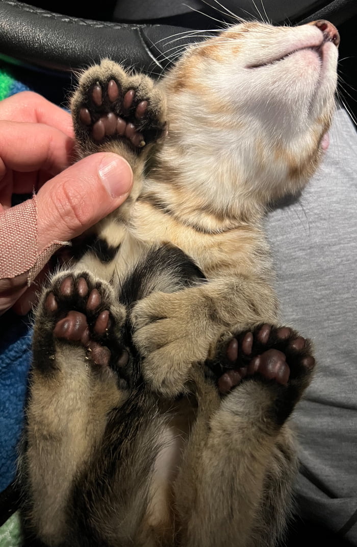 My cat has 29 toes