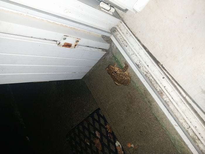 It's Wednesday my dudes. Meet my favorite neighbour, toad le
