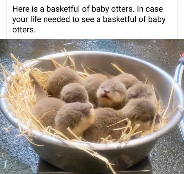 Otters are the best! Especially when there babies!