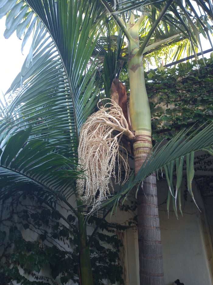 Mutant palm tree in my backyard