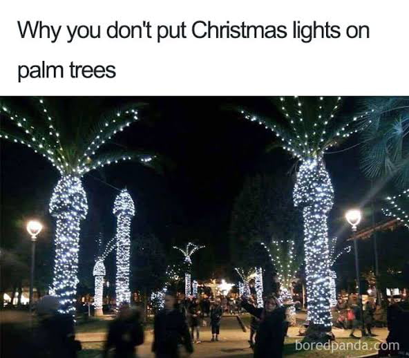 When palm tree got special lights...