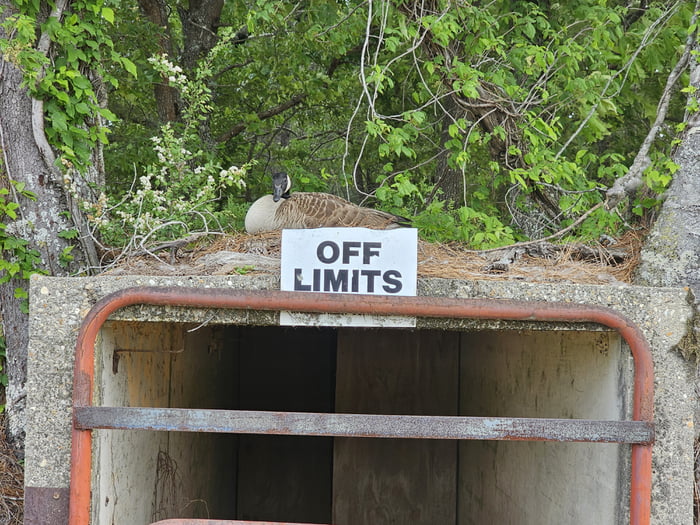 Off Limits - DO NOT THE DUCK