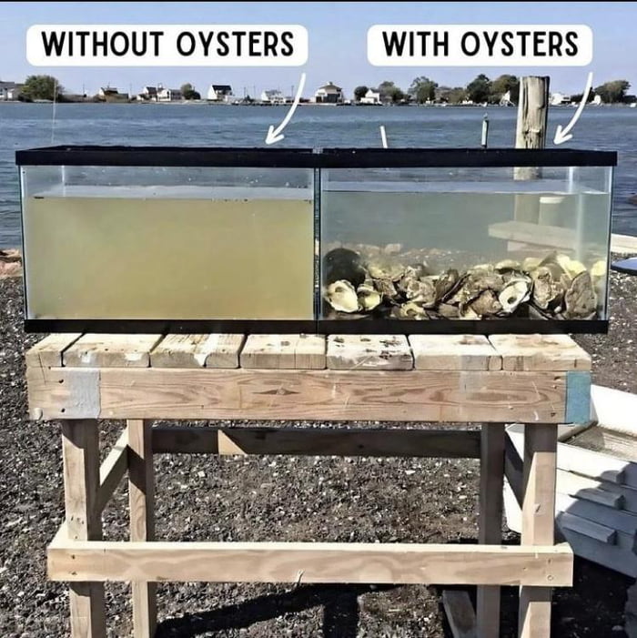 And then , people eat those f**king oysters...