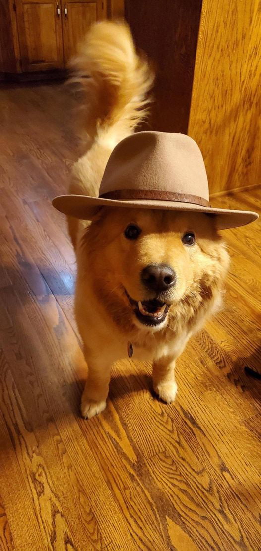 I wish I looked as good in my hat as this dog looks in his..
