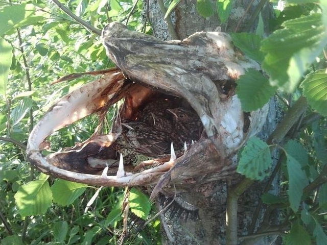 Bird nest in a dead pike's mouth