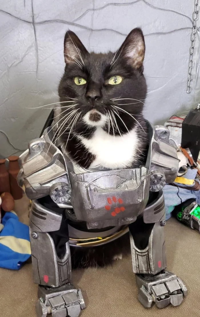 Wife showed me this... Thought my fallout & cat bros would a