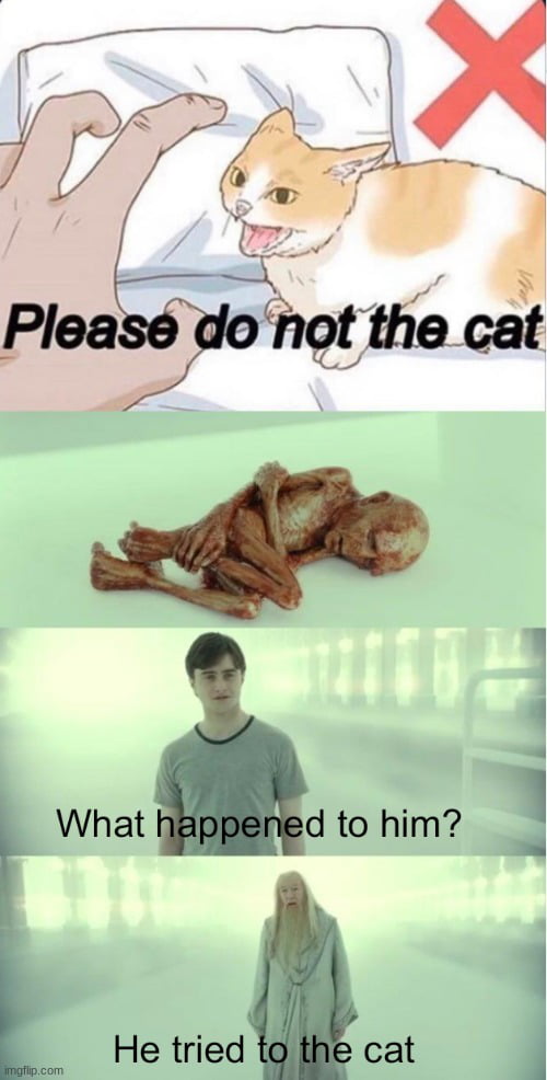 Don't the cat
