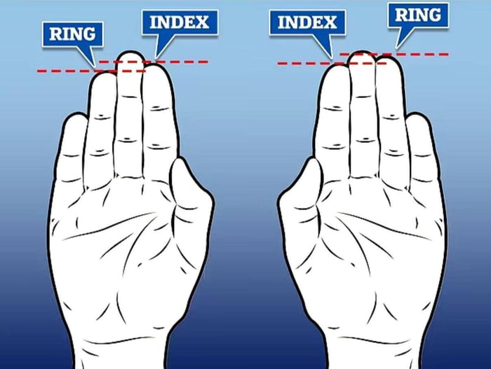 Scientists have found a connection between finger length and