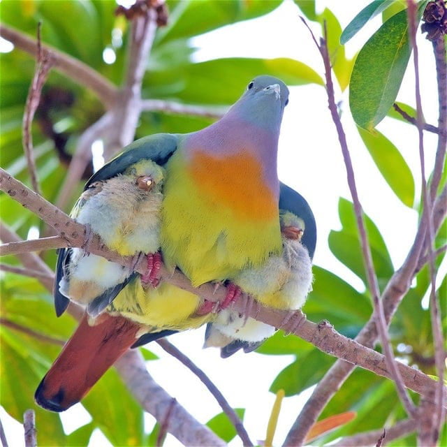Awwwww a mother pigeon protecting her chicks under her wings