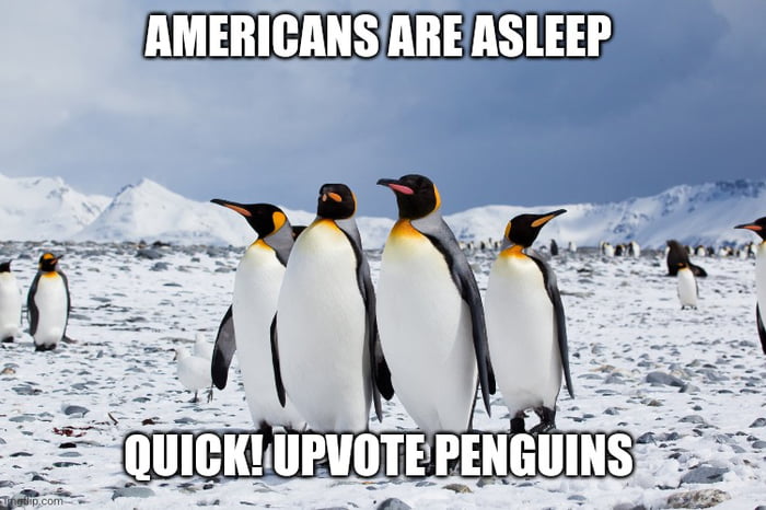 99 problems but a penguin ain't one
