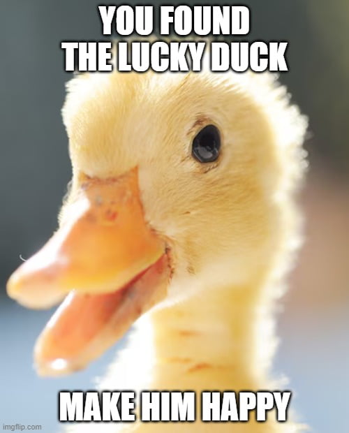 I need your help!! Now that you found the lucky duck, go the