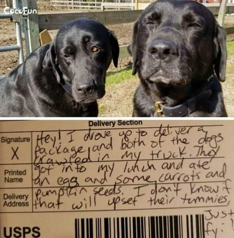 Typical labs!! The one on the right is definitely proud! Lmf