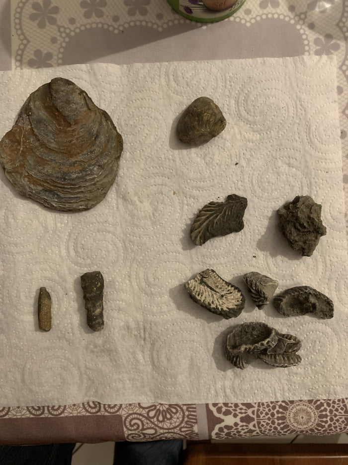 The handful of fossils I gathered yesterday at a Jurassic re