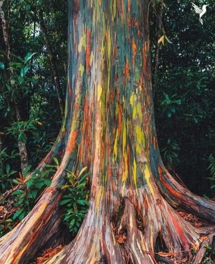 This tree is not painted, it is the Rainbow Eucalyptus (Euca