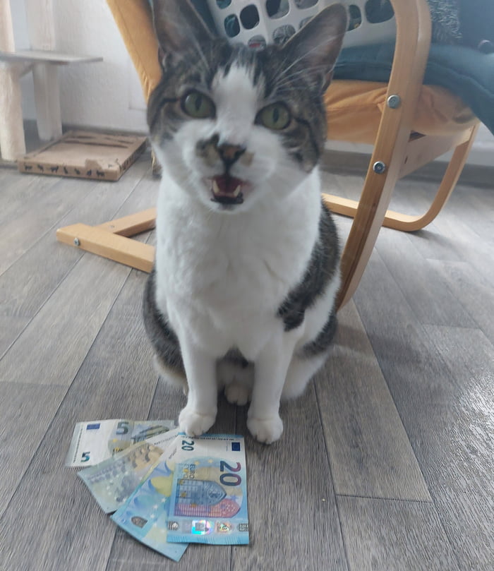 Upvote my money cat and get lucky. He's a 16 yo wizard cat t