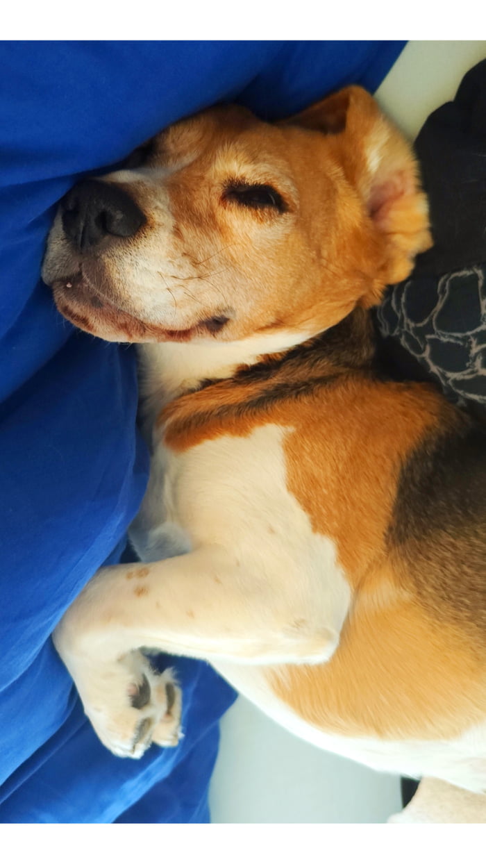 Happy Beagle dreaming happy dreams
