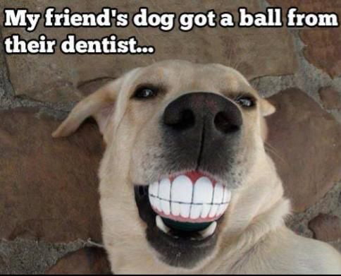 Doggo's got a great smile