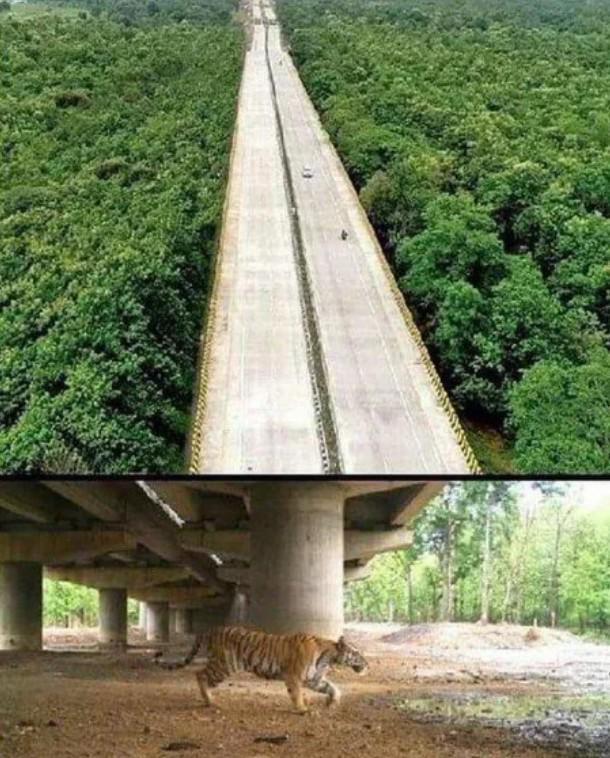 An elevated highway in India, built to allow wild animals to