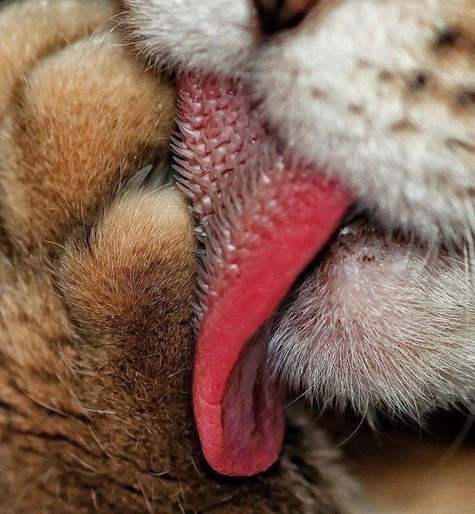 The hairs on the tounge of a baby tiger