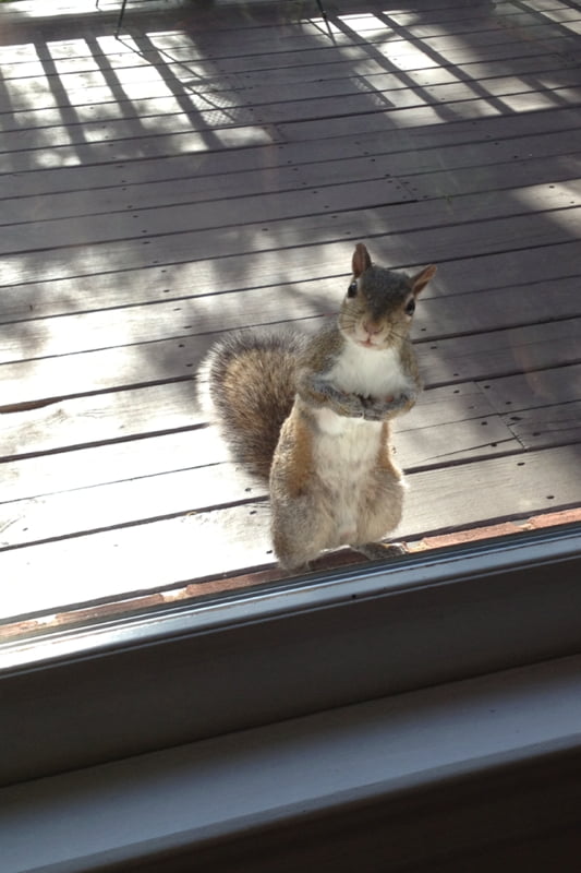 Excuse me sir, might you have a Cup of peanuts?