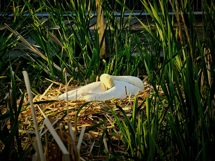 Swan Resting On A Sunny Day