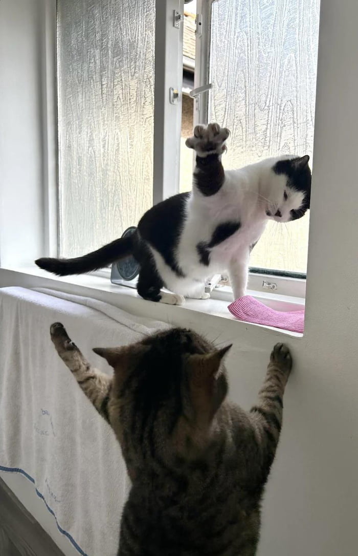 They both just wanted to look out the window but NEVER, unde