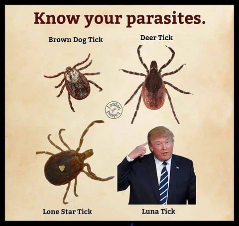 Orange parasite
