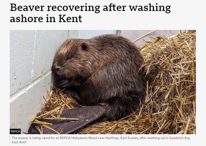 Happy Beaver Day. This little fella is the 4th one rescued f Image
