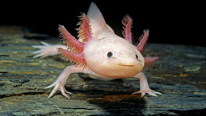 Upvote this Axolotl as a reminder that you don't have to kil