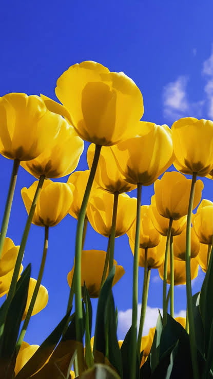 Remember these tulips? Image