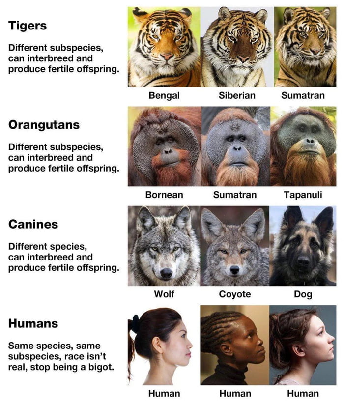 Race, species or human? Image