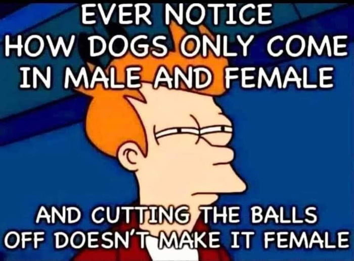 Men Female Dogs Image